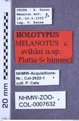 Etikette zu Melanotus svihlai (Platia & Schimmel, 2001) (NHMW-ZOO-COL-0007632)